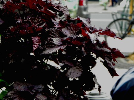 Photo 5 - Nature
