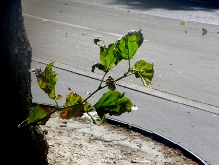 Photo 1 - Nature