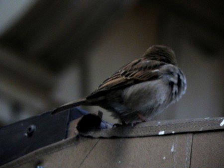 Photo 9 - Oiseaux