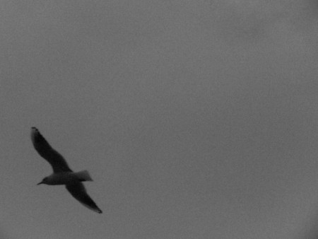 Photo 1 - Oiseaux