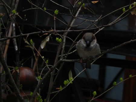 Photo 3 -Oiseaux