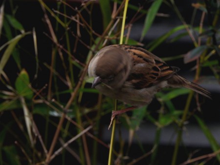 Photo 4 - Oiseaux