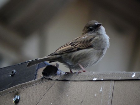 Photo 12 - Oiseaux