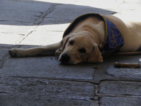 Photo 10 - Chiens