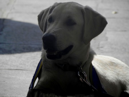 Photo 9 - Chiens