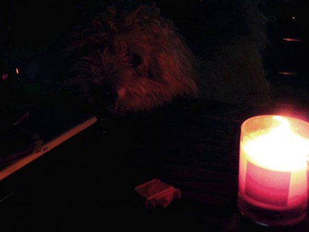 Photo 3 - Chiens