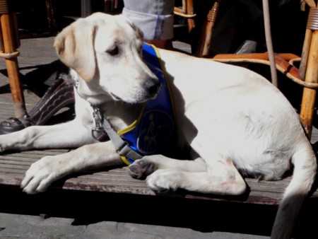 Photo 6 - chiens