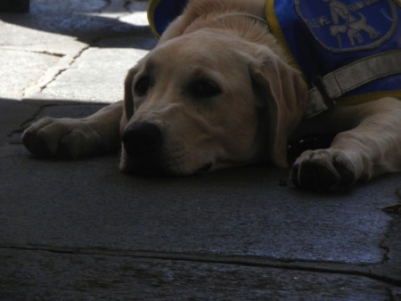 Photo 11 - Chiens