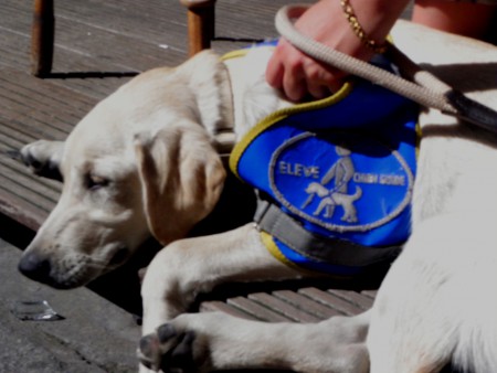Photo 8 - Chiens