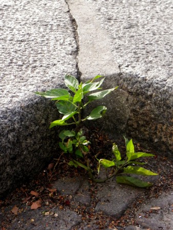 Photo 8 - Nature