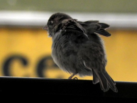 Photo 13 - Oiseaux