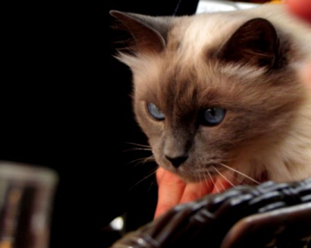 Photo 3 - Chats et autres animaux